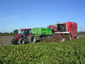 Het was een mooie maand om de suikerbieten te rooien. Door de goede weersomstandigheden ging het rooien erg vlot, waardoor de nieuwe Miedema kiepwagen meer tot zijn recht kwam. (November 2004)